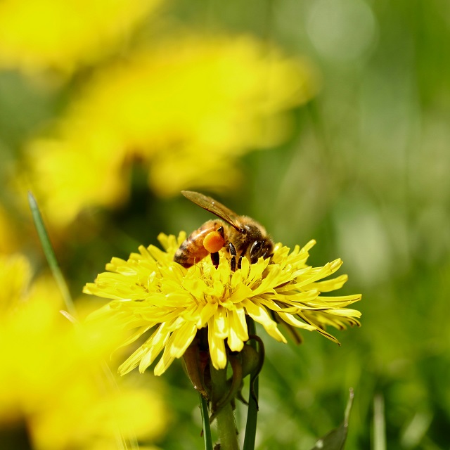 Bee on yellow leaf