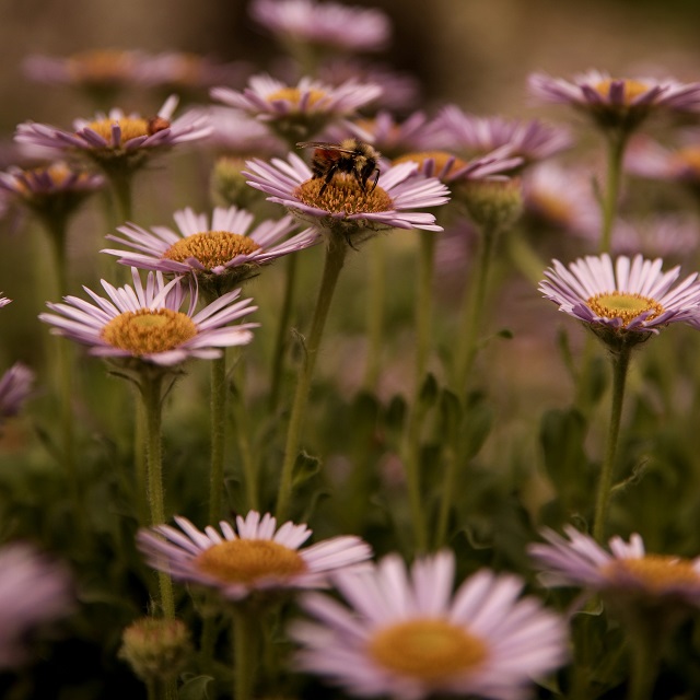 Closeup of daisies in a field