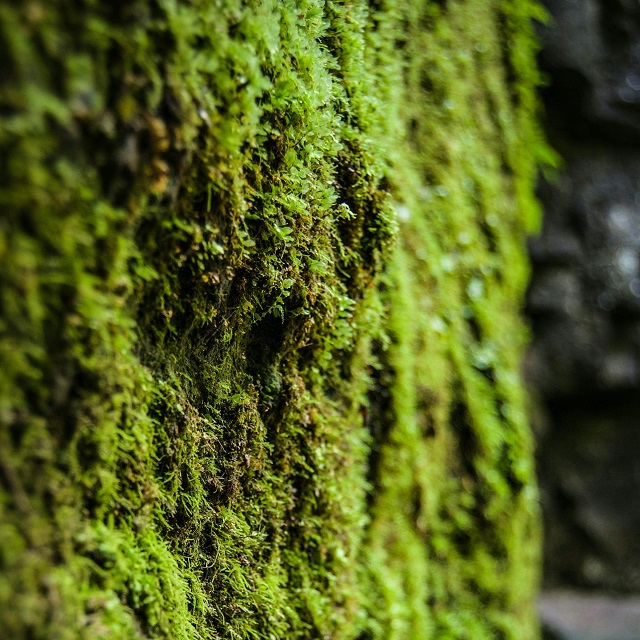 Moss on a wall