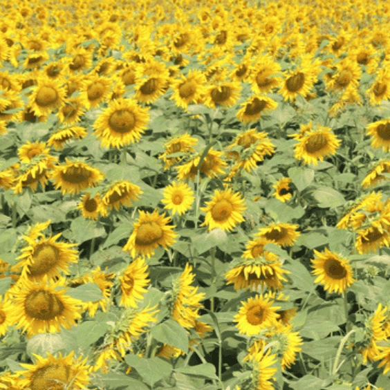 van_gogh