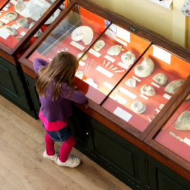 A young girl stands at a museum cabinet which encases stone fossils